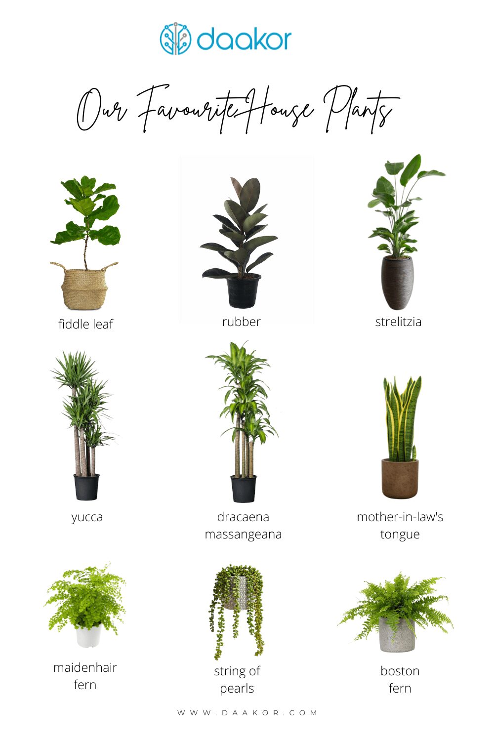 Real vs. Faux Houseplants: What You Need to Know - Daakor